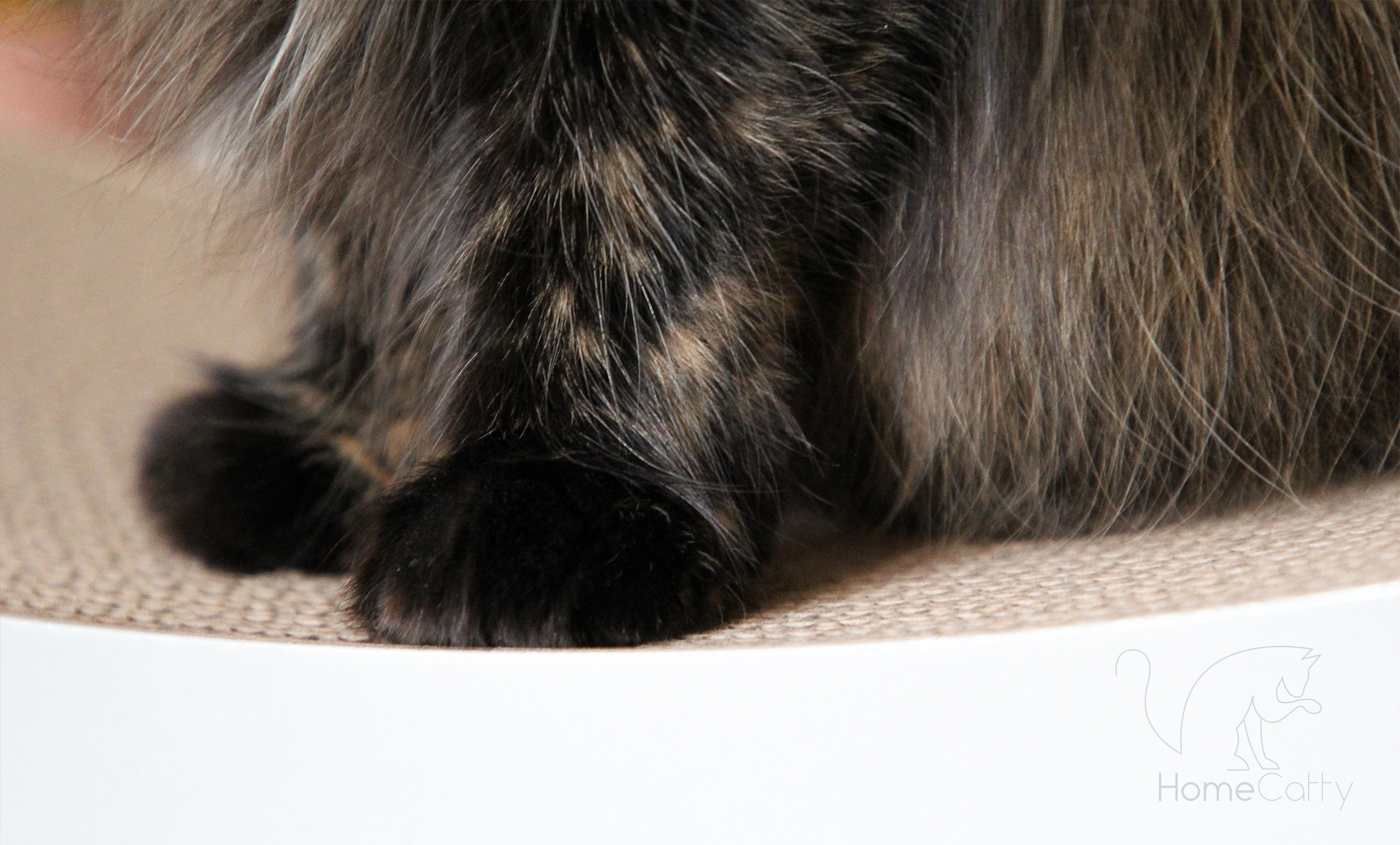 Home Catty